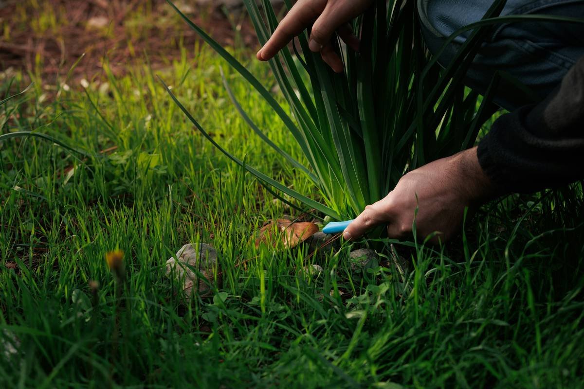 Why Your Lawn Edging Shovel Is the Secret Weapon for Crisp Garden Borders (And How to Use It Right)