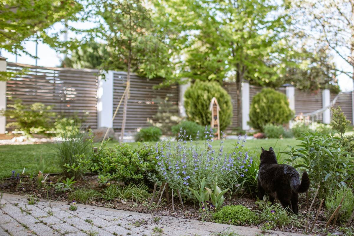 Gardener using flat shovel for edging along flower bed with crisp soil line