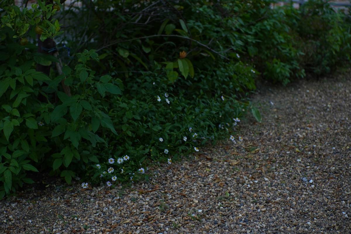 Side-by-side photo: left shows a messy, unedged small garden with grass invading flower bed; right shows same area with clean metal edging installed 5 inches deep, mulch contained, plants neatly framed.